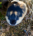 BB 10 0183 / Lemmus lemmus / Lemen